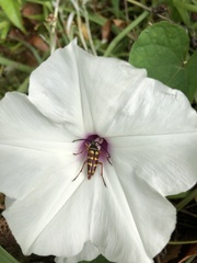 Typocerus velutinus