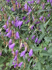 Campanula