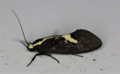 Polix coloradella