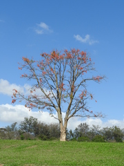 Erythrina mulungu