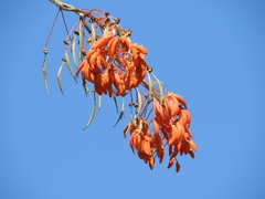 Erythrina mulungu