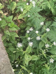 Stellaria nemorum