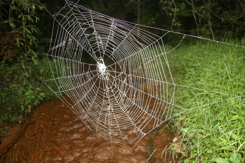 Darwin's Bark Spider
