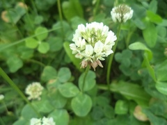 Trifolium repens