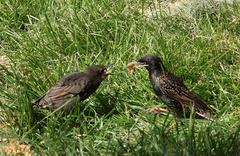 Sturnus vulgaris