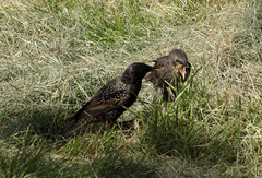 Sturnus vulgaris