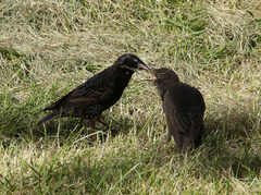 Sturnus vulgaris