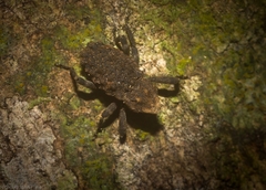 Poropterus variabilis