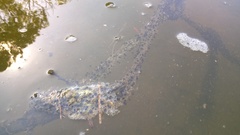 Pelobates fuscus insubricus