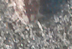 Alloniscus perconvexus