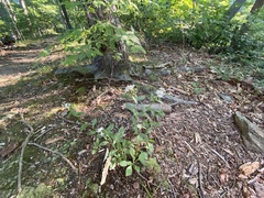 Sericocarpus asteroides