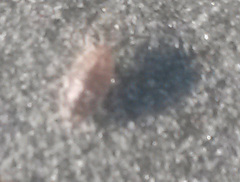 Alloniscus perconvexus