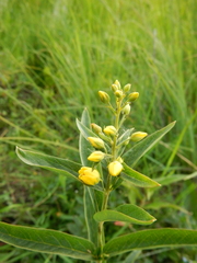 Lysimachia davurica