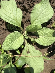 Pentaglottis sempervirens
