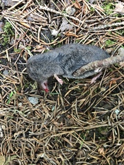 Sorex fumeus