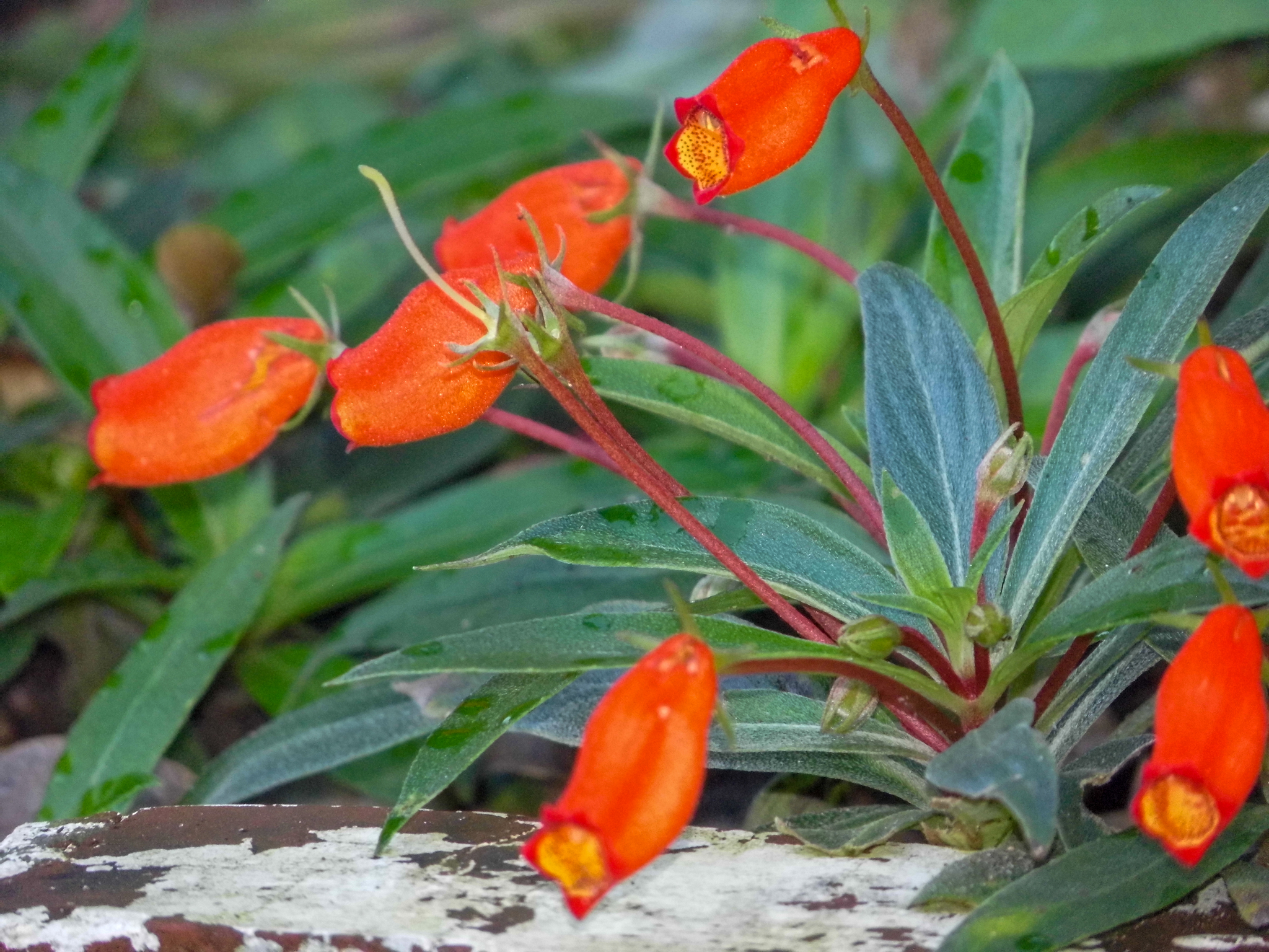 Seemannia sylvatica