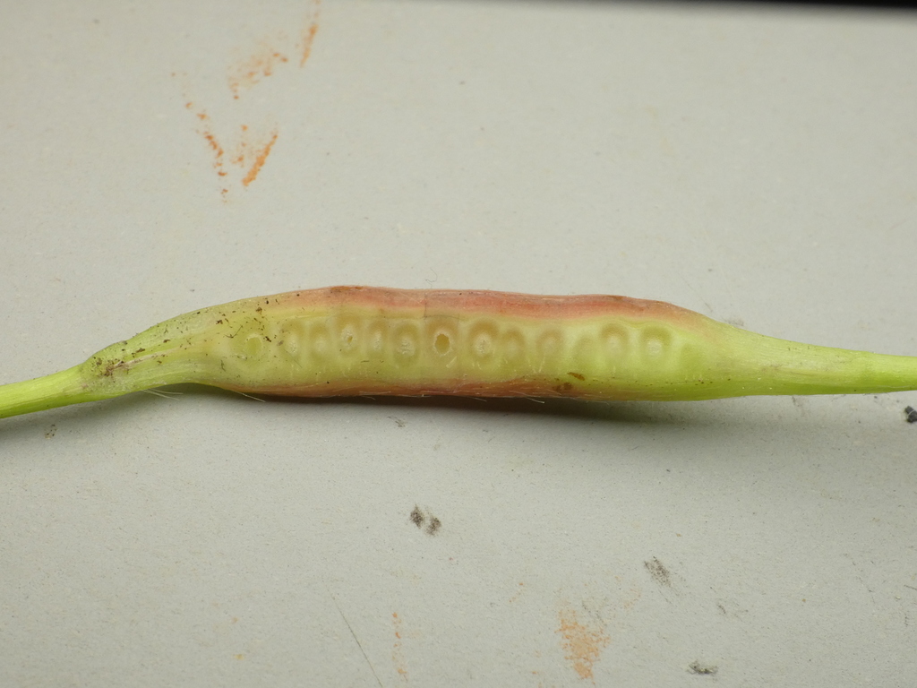 Diastrophus fragariae