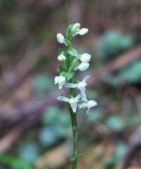 Platanthera brevicalcarata