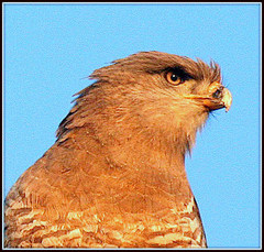 Circaetus fasciolatus