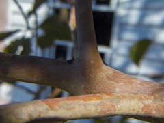 Naubolus