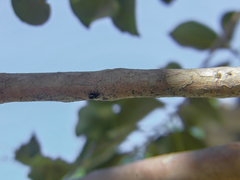 Naubolus