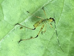 Tettigoniidae