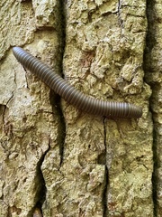 Narceus americanus