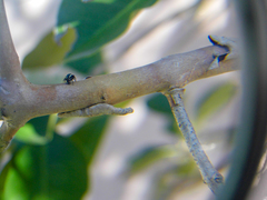 Naubolus