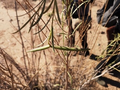 Ectadium virgatum