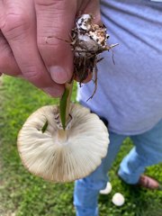 Chlorophyllum