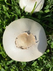 Chlorophyllum