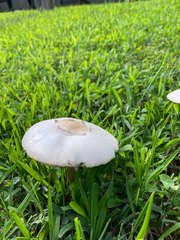 Chlorophyllum