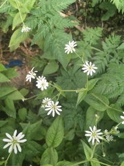 Stellaria nemorum
