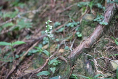 Platanthera brevicalcarata