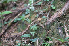 Platanthera brevicalcarata