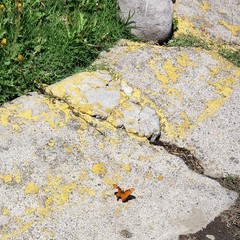Nymphalidae