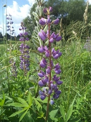 Lupinus polyphyllus