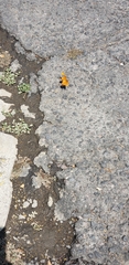 Nymphalidae