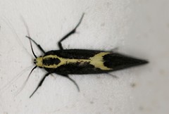 Polix coloradella