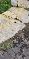 Nymphalidae