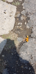 Nymphalidae