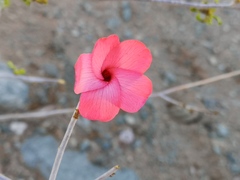 Hermannia stricta