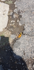 Nymphalidae