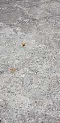 Nymphalidae