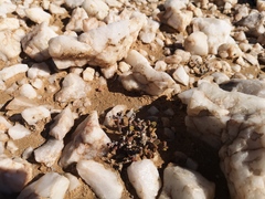 Portulacaria pygmaea