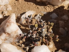 Portulacaria pygmaea