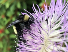 Bombus pensylvanicus