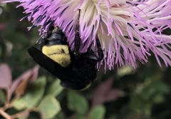 Bombus pensylvanicus