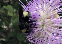 Bombus pensylvanicus