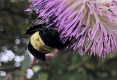 Bombus pensylvanicus